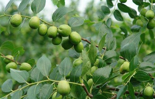 枣树栽培技术|老枣树的养护技术