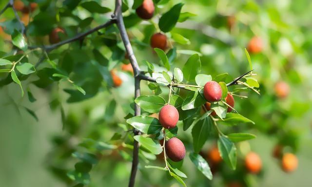 种植枣树,了解它的生长习性重要,修剪的工作也不能马虎
