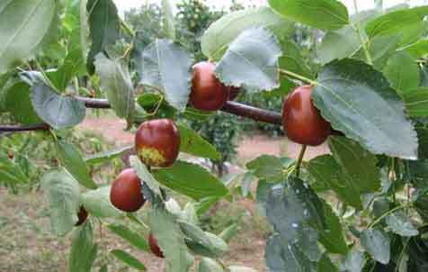 枣树种植 - 种植技术_养殖技术 - 帮农网