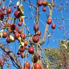 枣树的寿命一般是多少年?