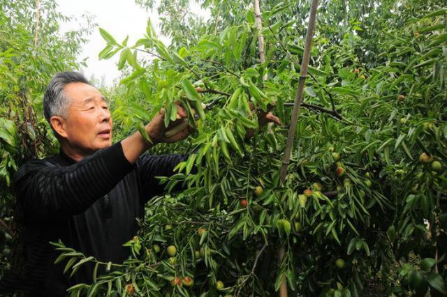 枣树种植:枣树修枝剪枝技术,提高来年产量