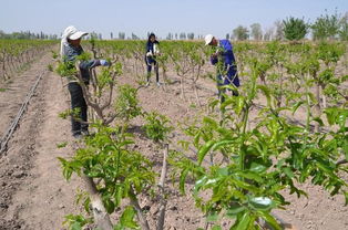 枣树栽培技术 新栽枣树出现的问题及解决方案